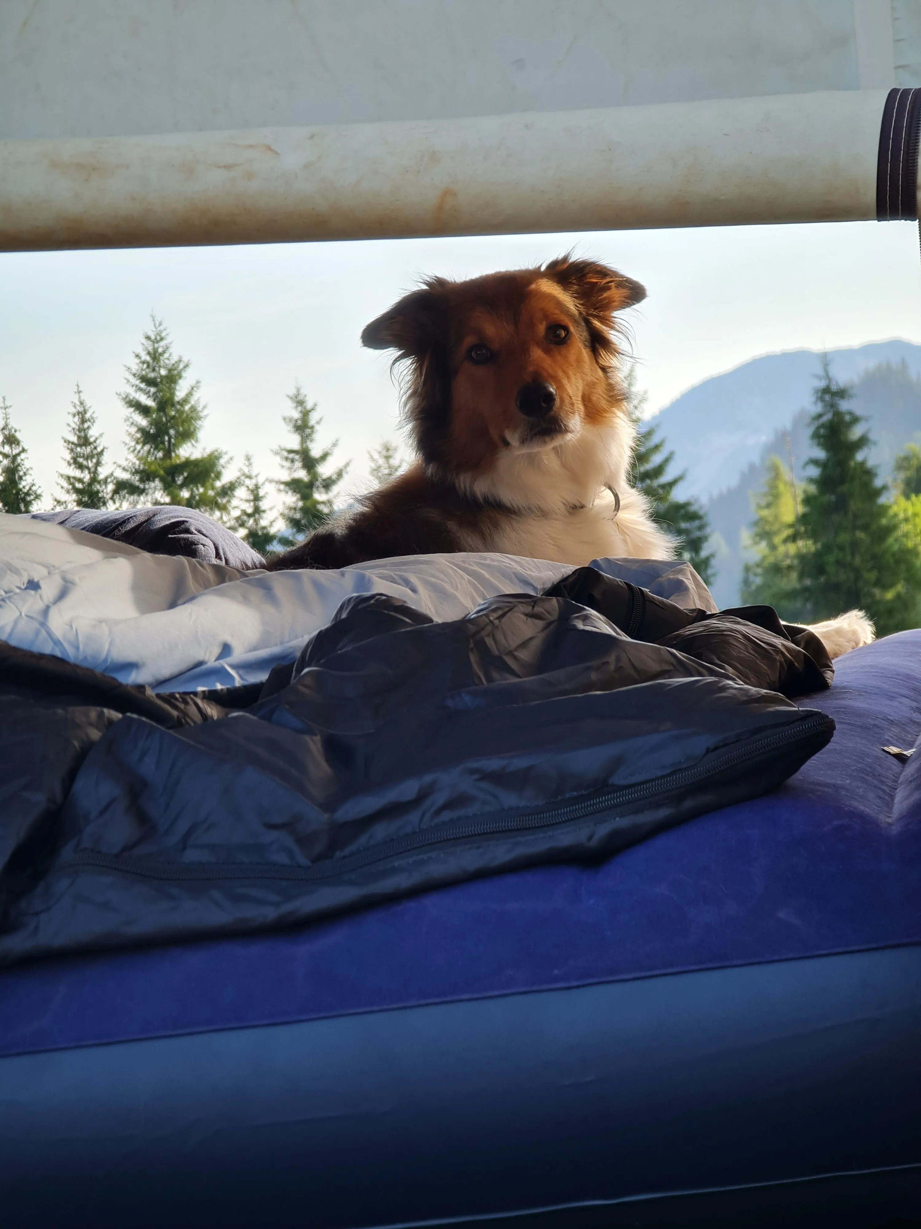 Border Collie Hündin Bella vor Berglandschaft